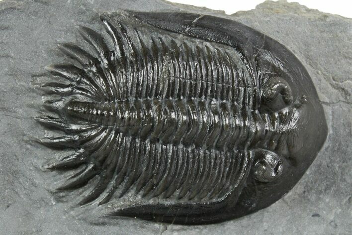 Mrakibina Trilobite - Mrakib, Morocco #353034